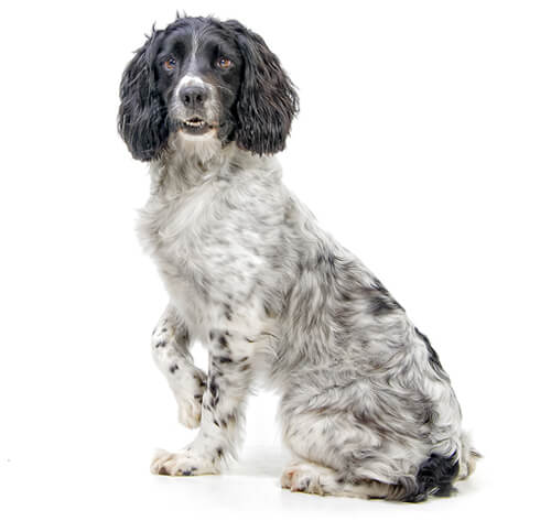 Springer spaniel anglais information sur la race Purina